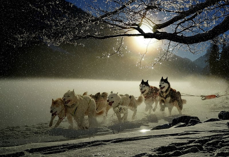Dog Sledding in Lapland