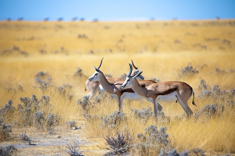 Safari in Namibia