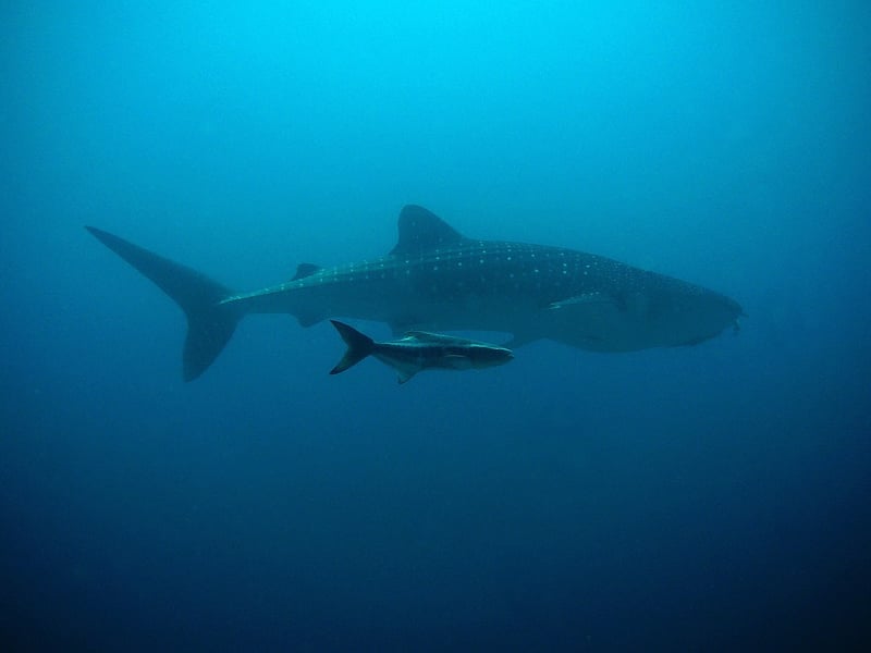 Swimming with Whale Sharks